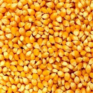 Himalayan Yellow Maize