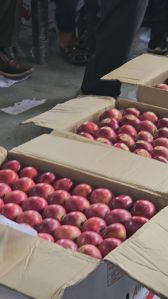 Natural Apple Fruit, Color : Red