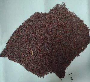 Black Mustard Seeds