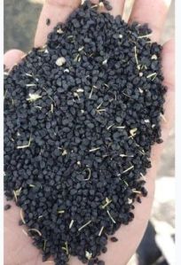 Natural Onion Seeds, Packaging Type : PP Bag