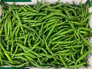 Green Chili For Human Consumption