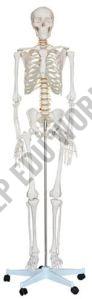 Polished Bone Inlaid BEP-101 Skeleton Model For Educational Use