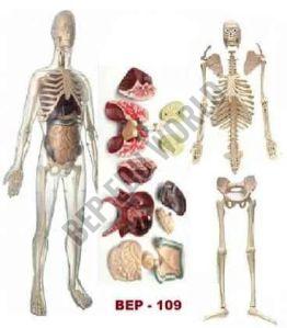 Polished Bone Inlaid BEP-109 Skeleton Model For Educational Use