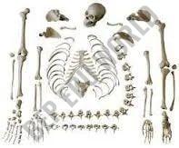 Polished Bone Inlaid BEP-130 Skeleton Model For Educational Use