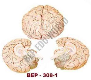 Plastic BEP-308-1 Brain Model For Biological Lab, Educational