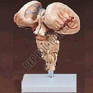 Plastic BEP-308-2 Brain Model For Biological Lab, Educational