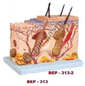 Plastic Block Skin Model For Medical College