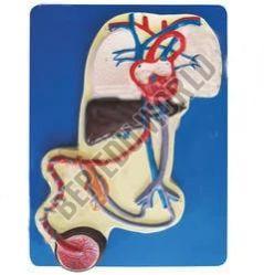 PVC Fetal Circulation Heart Model For Medical College