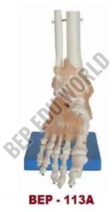 Foot Bone Joint Model