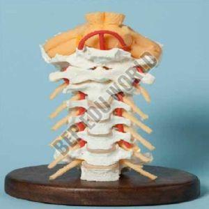 Human Cervical Spinal Column ( BEP-133 )