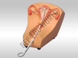 Plastic Iud Training Simulator Model For Medical College