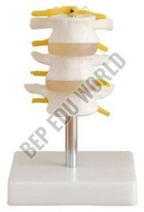 Lumbar Bone Joint Model