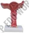 Polypropylene Magnified Uterus Model For Medical College