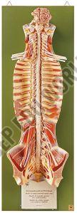 Spinal Cord In The Spinal Canal ( BEP/A18102 )