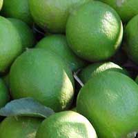 Fresh Green Lemon, Packaging Type : Net Bag, 10kg