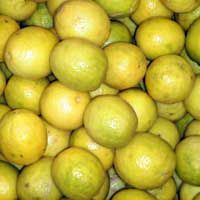 Fresh Yellow Lemon, Shape : Round, Packaging Type : Net Bag, Packaging Size : 10 Kg