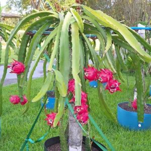 Pink Dragon Fruit Plants