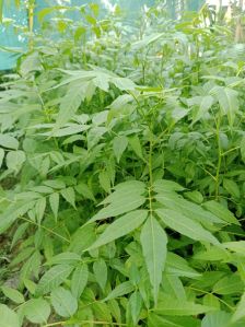 Neem Tree