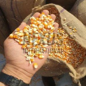 Yellow Corn Kernels, Packaging Type : Gunny Bag For Animal Feed, Human Consumption, Snack Foods, Biofuels