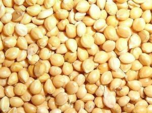 Natural Proso Millet Seeds, Color : Yellow Dried, Packaging Type : Bag