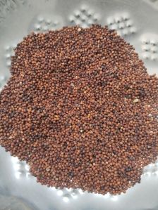 Organic Ragi Seeds, Color : Dark Red Dried For Cooking, Cattle Feed