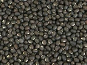 Natural Whole Urad Dal, Color : Black, Grade Standard : Food Grade, Purity : 100 %