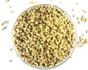 Raw Organic Coriander Seeds, Color : Brown, Certification : FSSAI Certified, Grade Standard : Food Grade