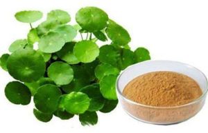 Bacopa Monnieri Extract, Packaging Type : Poly Bags