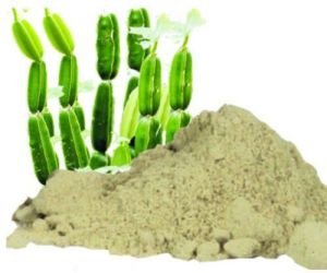 Cissus Extract