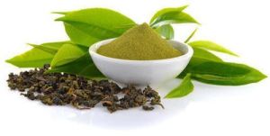 Green Tea Extract, Packaging Size : 500gm