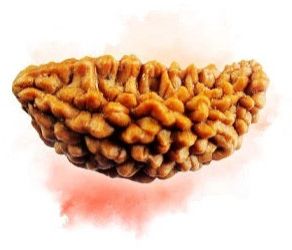 1 Mukhi Rudraksha Breads