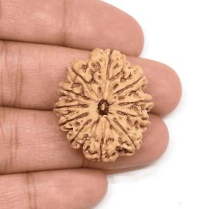 11 Mukhi Rudraksha Beads