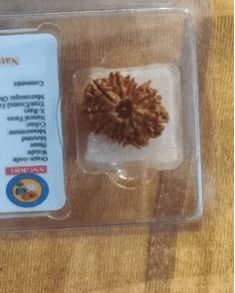 12 Mukhi Rudraksha Beads