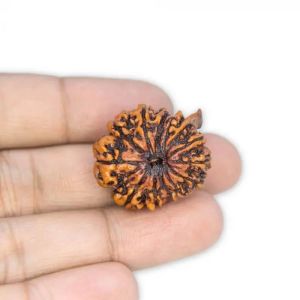 13 Mukhi Rudraksha Beads