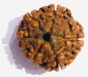 6 Mukhi Rudraksha Beads