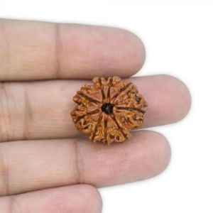 9 Mukhi Rudraksha Beads