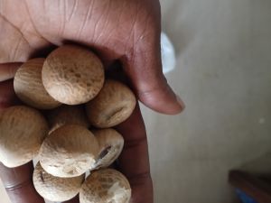 Edible Nuts