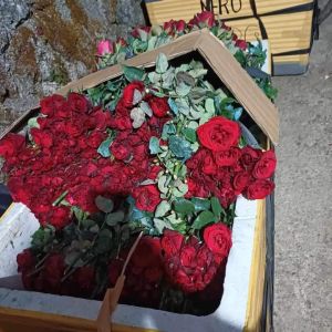 Fresh Red Rose Flowers