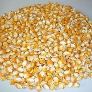 Natural Yellow Maize, Packaging Size : 25kg, 50kg, Packaging Type : Jute Bags, Certification : Iso Certified