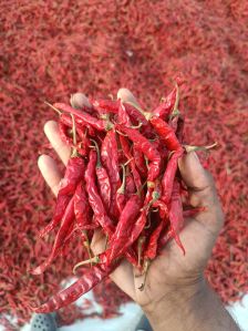 Red Chilli