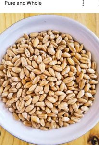 Sharbati Organic Wheat Seeds, Color : Wheatish For Roti, Chapati