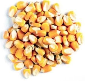 Natural Yellow Maize Seeds, Packaging Type : Gunny Bag, Packaging Size : 5-25 Kg