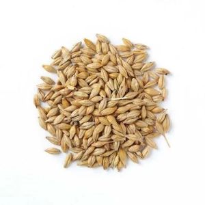 Feed Barley Seeds, Color : Brown, Packaging Type : Packet For Agriculture