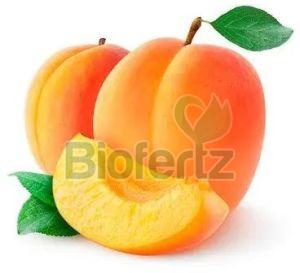 Natural Fresh Apricot, Packaging Type : Carton Box, Packaging Size : 5kg, 10kg For Human Consumption