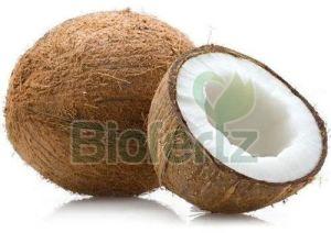 Natural Fresh Brown Coconut, Speciality : Freshness, Easily Affordable, Packaging Type : Gunny Bags