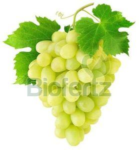 Natural Fresh Green Grapes, Packaging Type : Carton Box, Packaging Size : 10kg For Human Consumption