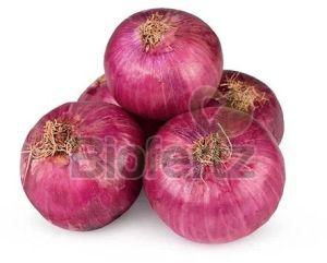 Fresh Pink Onion, Quality Available : A Grade, Packaging Size : 10 Kg, Packaging Type : Gunny Bag