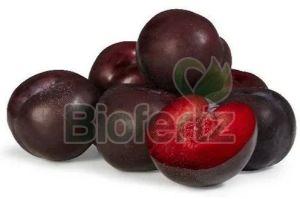 Natural Fresh Plum, Packaging Type : Carton Box, Packaging Size : 10kg For Jams, Baking, Salads, Desserts