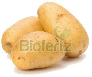 Natural Fresh Potato, Packaging Type : Gunny Bag, Packaging Size : 5-25 Kg