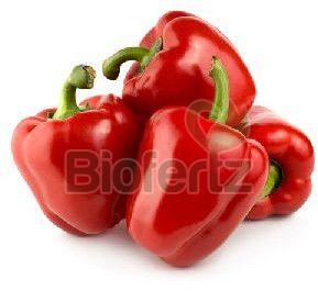 Fresh Red Capsicum, Packaging Size : 5-25 Kg, Packaging Type : Gunny Bag